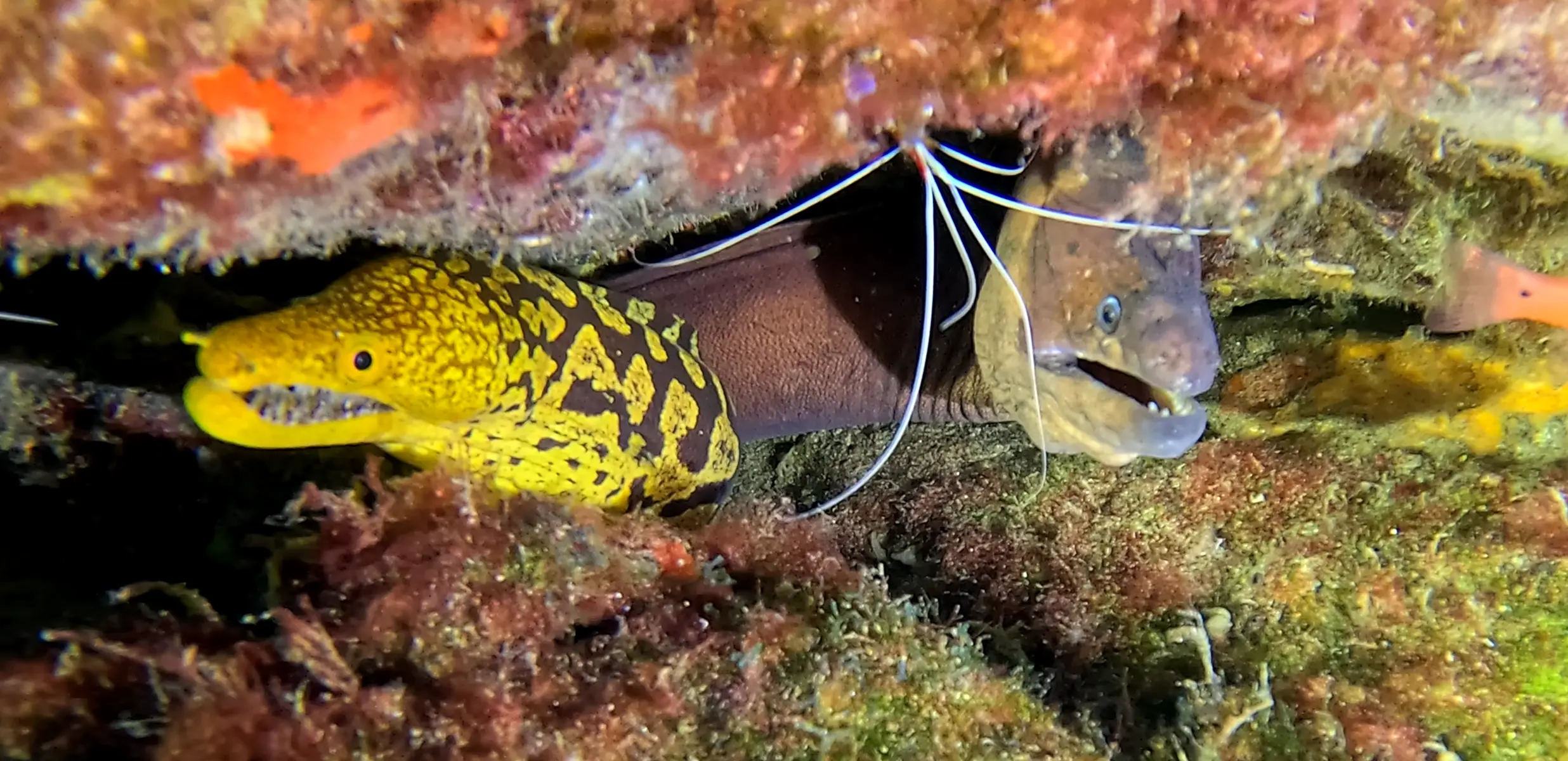 Tauchplatz Rolf's Cave