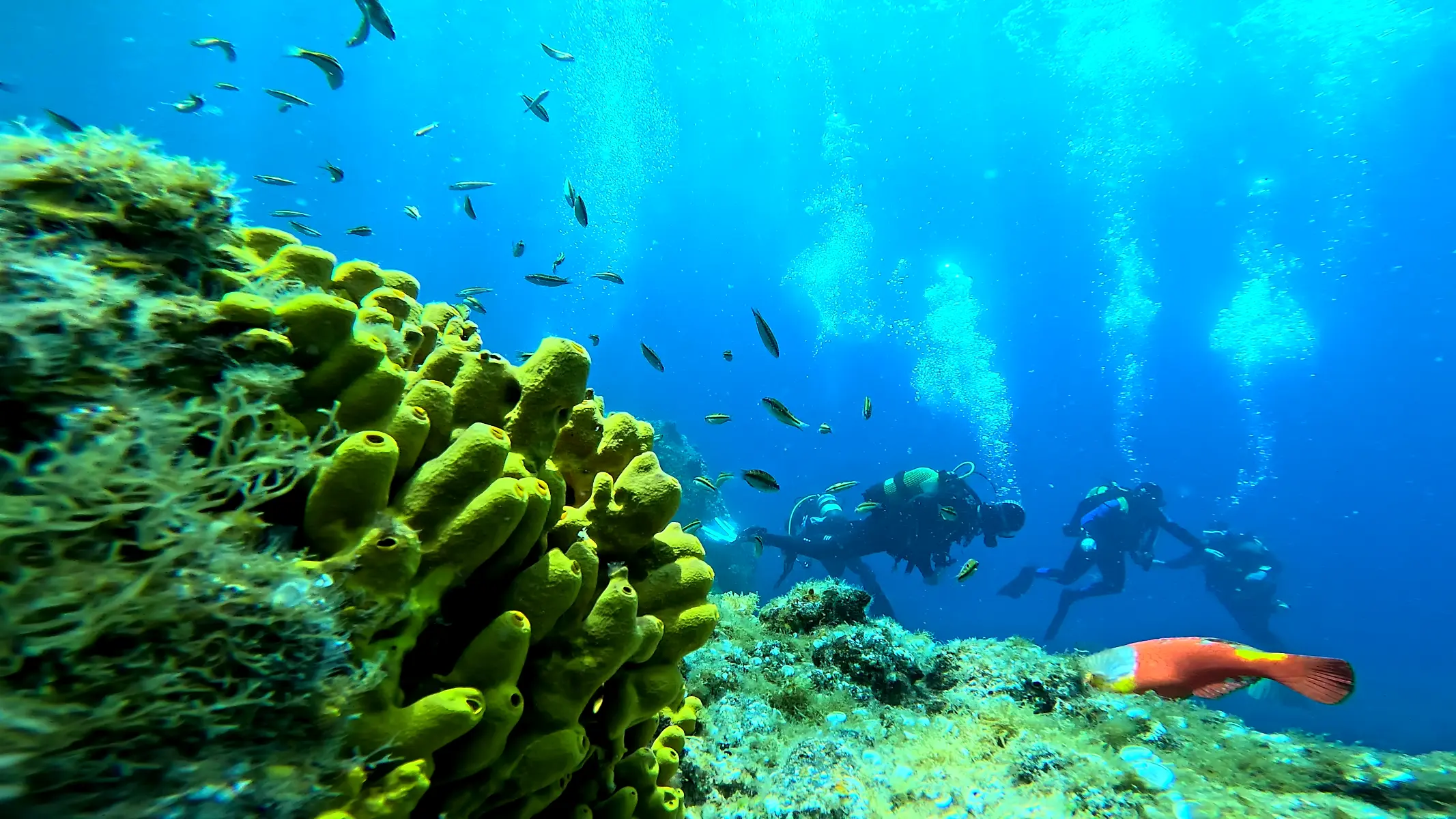 Schnuppertauchen erleben