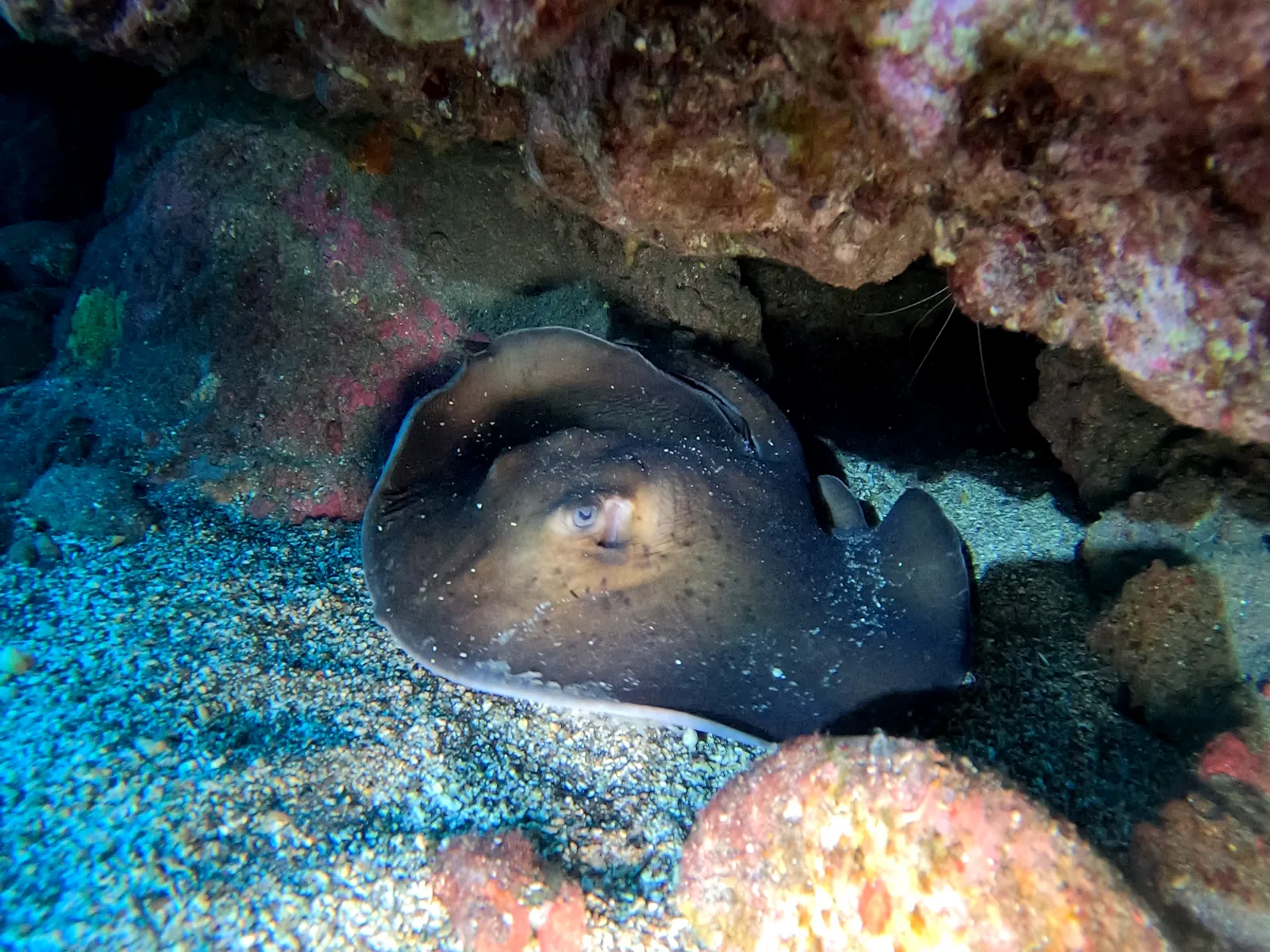 Tauchkurs-Ausbildung