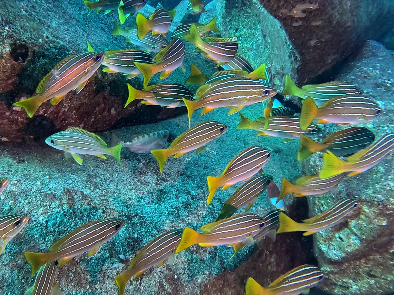 Schnuppertauchen ausprobieren